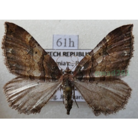 Earophila badiata (Denis & Schiffermüller, 1775) Paśnik kasztanek Czech61h